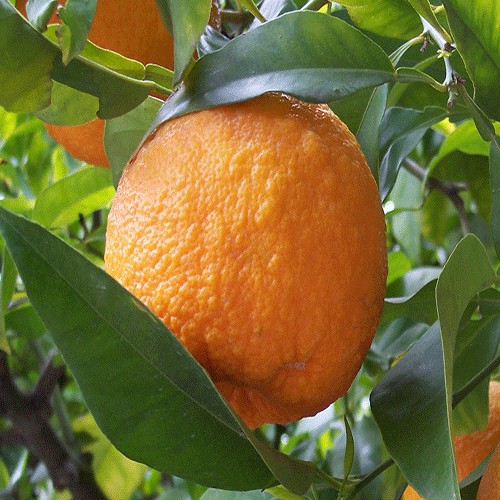 Acı portağal