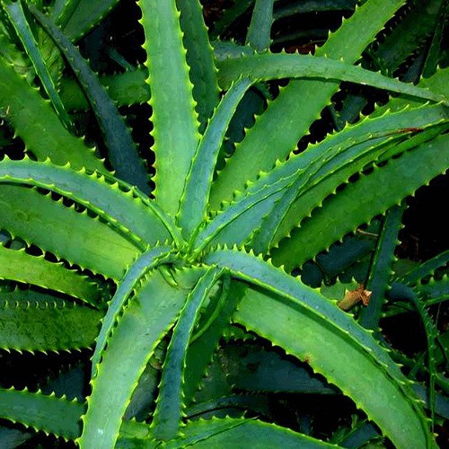 Aloe vera