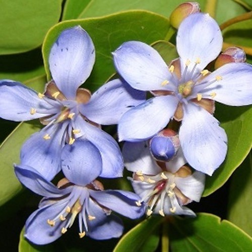 Guayak