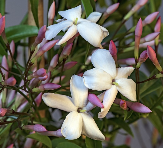 Jasmin