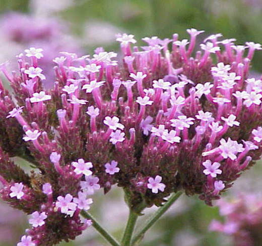 Minaçiçəyi (Verbena)