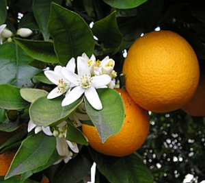 Naringi (Mandarin) çiçəyi