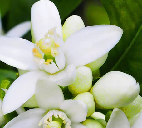 Neroli