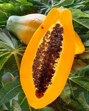 Papaya