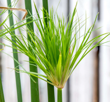 Papirus