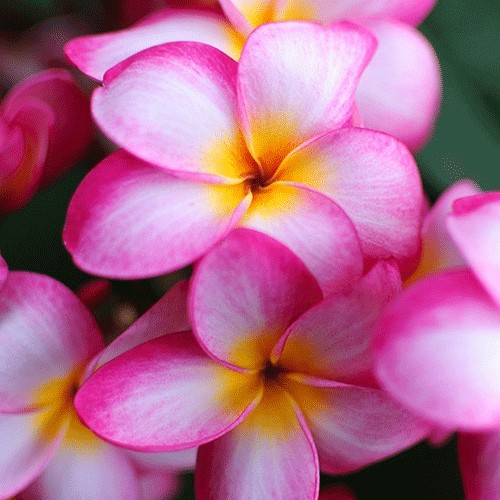 Franqipani (Plumeria)