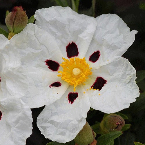 Labdanum