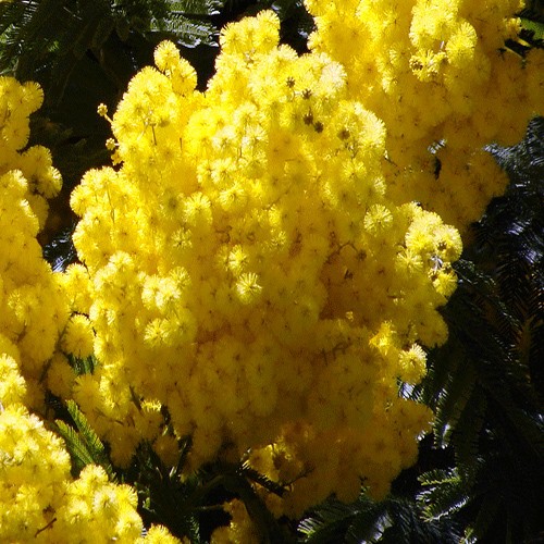 Mimoza