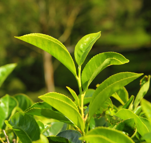 Çay