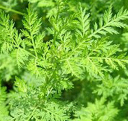 Yovşan (Artemisia)