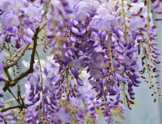 Visteriya