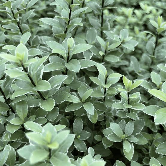 Pittosporum