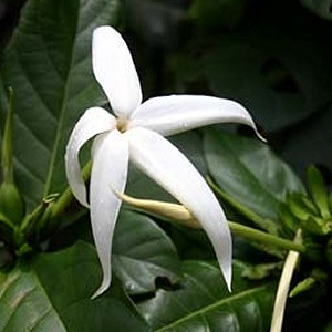 Karo-Karund
