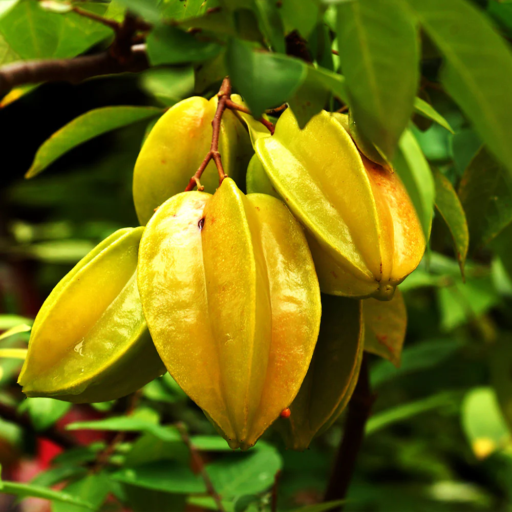 Karambola
