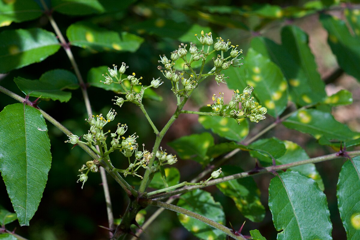 Istiot ağacı (Zanthoxylum)
