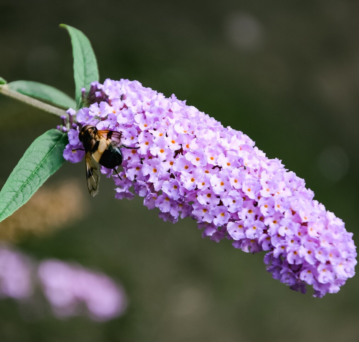 Buddleya