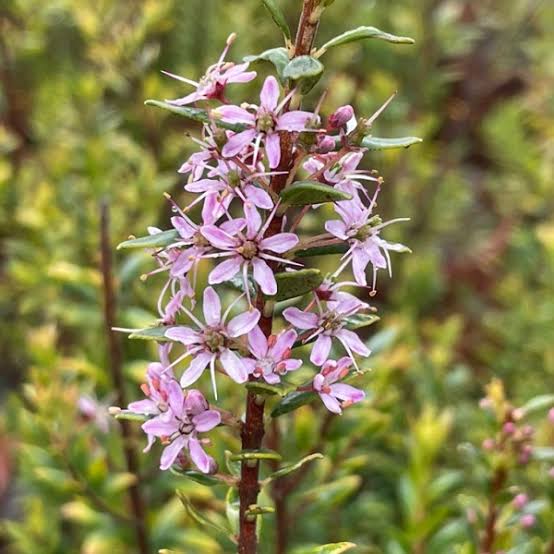 Agatosma
