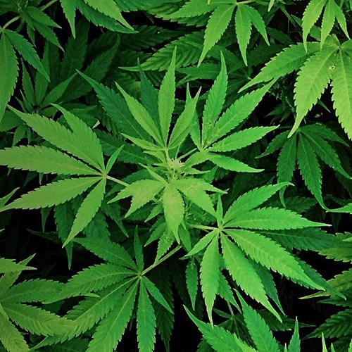 Çətənə (Kannabis, Kənaf)