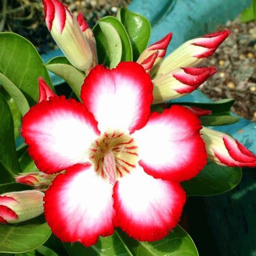 Adenium (Səhra qızılgülü)
