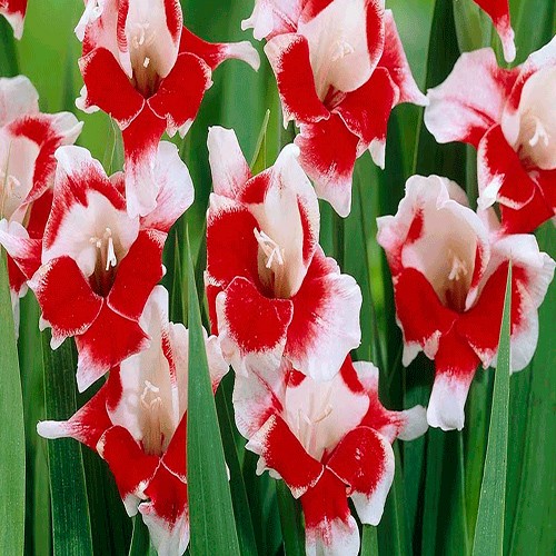 Qladiolus