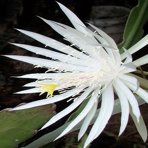 Cereus kaktusunun çiçəyi