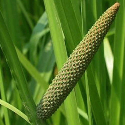 Palmaroza
