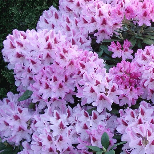 Rododendron