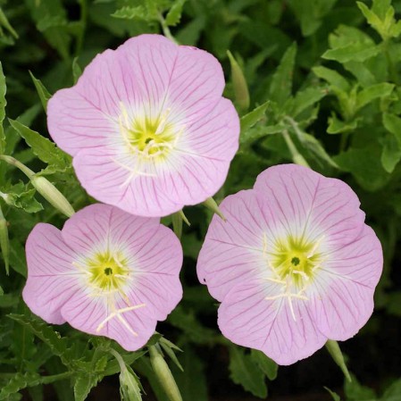 Primula