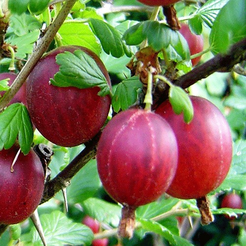 Firəng üzümü