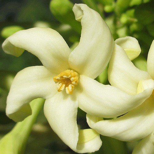 Papaya çiçəyi
