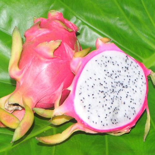 Pitaya