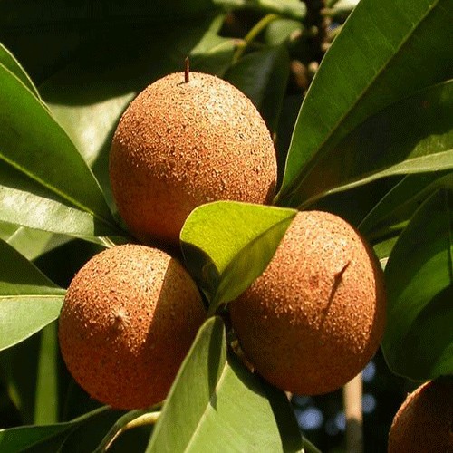 Sapodilla (Manilkara zapota)