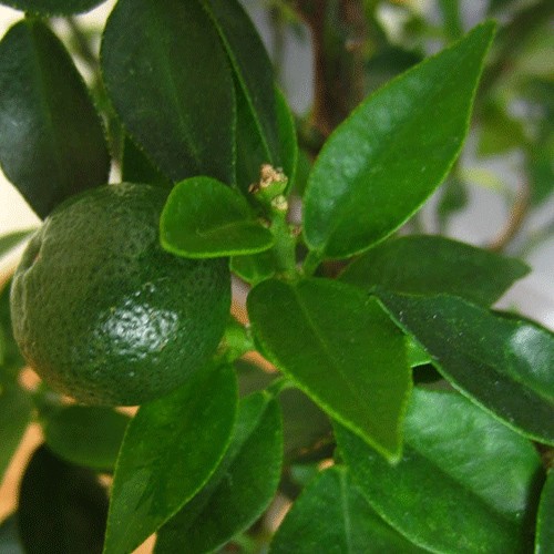 Limon yarpaqları